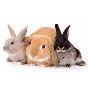Myxomatosis and Flea control in Rabbits - Kellyville Pets