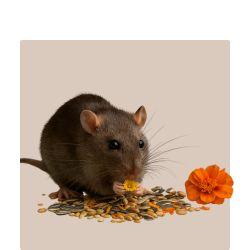 Small Animal Treats - Kellyville Pets