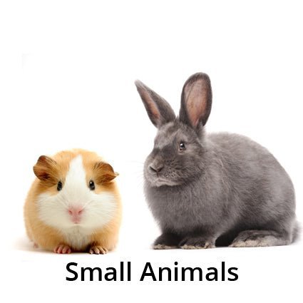 Small Animals for sale - Kellyville Pets