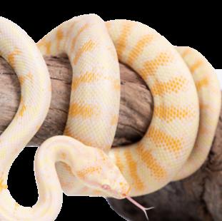 Snakes for Sale - Kellyville Pets