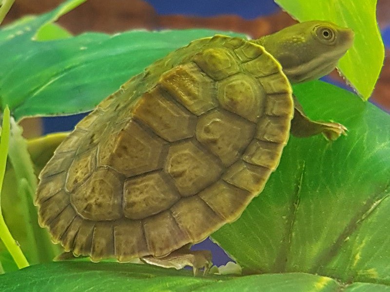 Turtles for Sale | Sydney NSW - Kellyville Pets