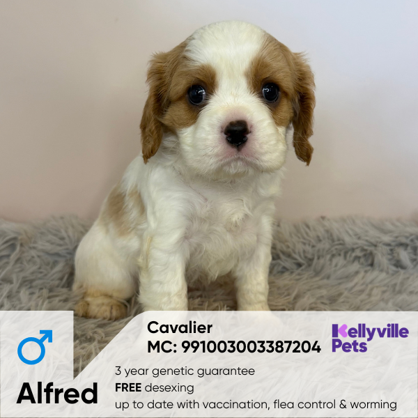 Alfred