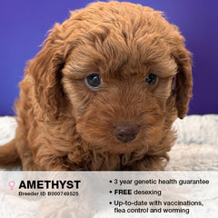 Amethyst the Cavoodle