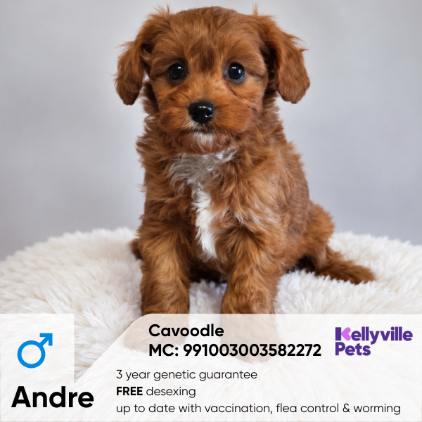 Andre