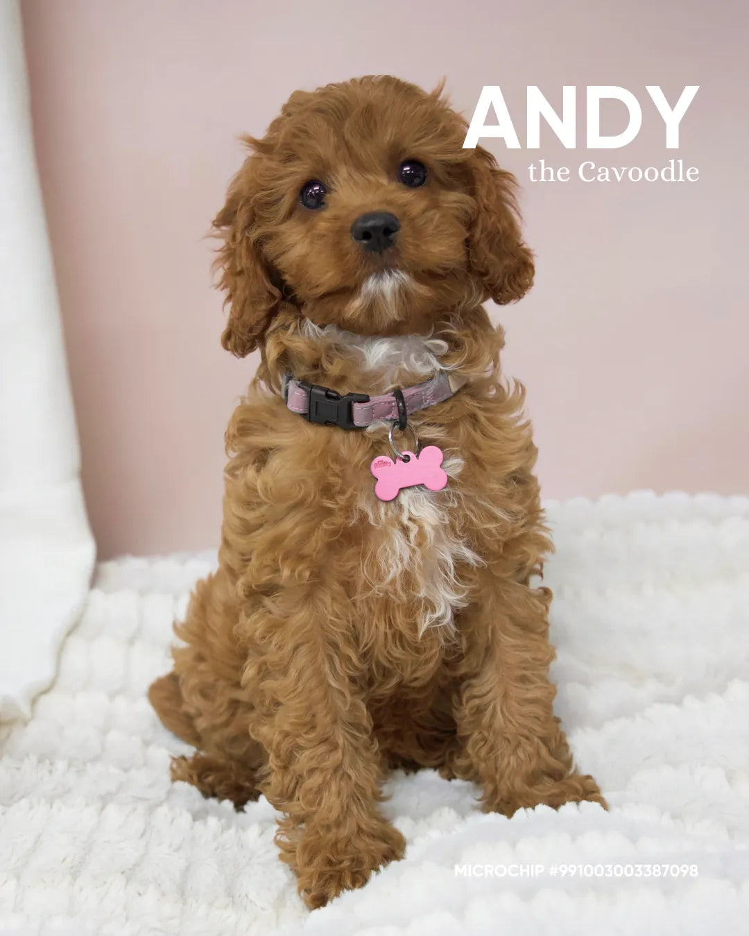 Andy