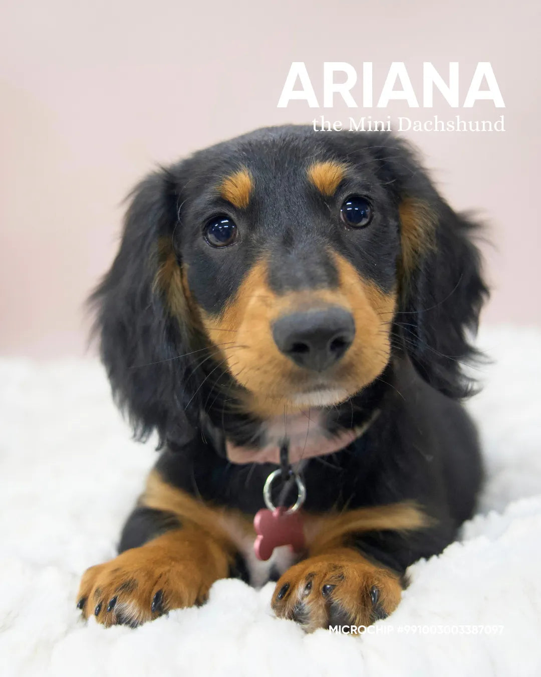 Ariana