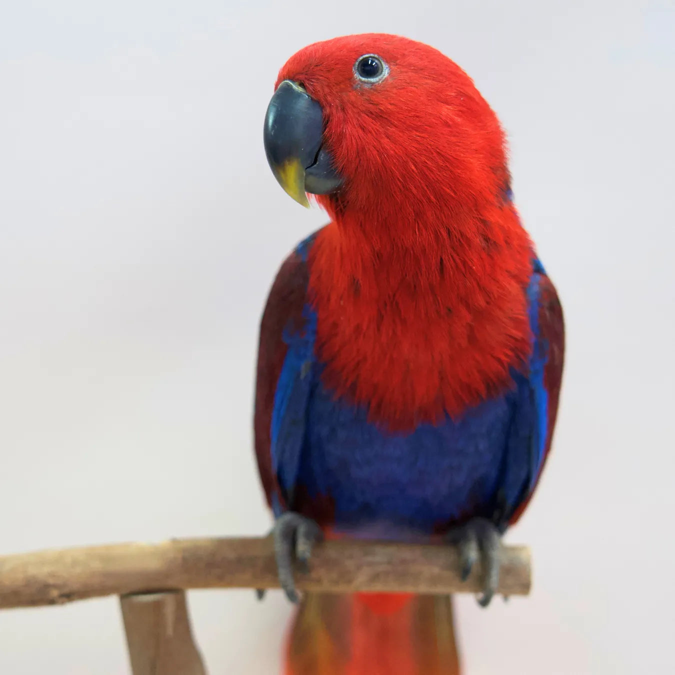 Azuki, our Hand-Raised Eclectus Parrot