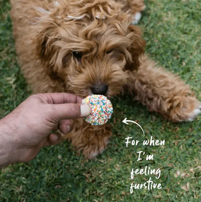 Barney's Barkery Dog Cupcake Duo - Blue/Multi - Kellyville Pets