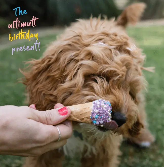 Barney's Barkery Ice Cream Cone - Purple - Kellyville Pets