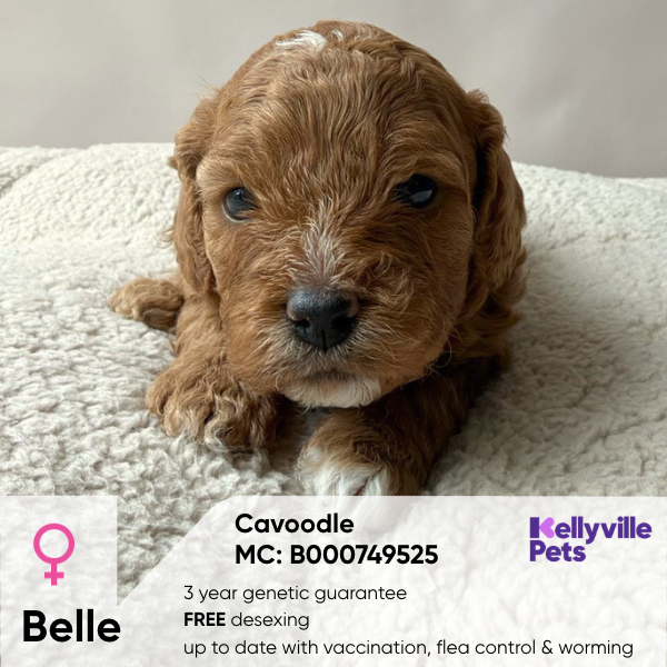Belle