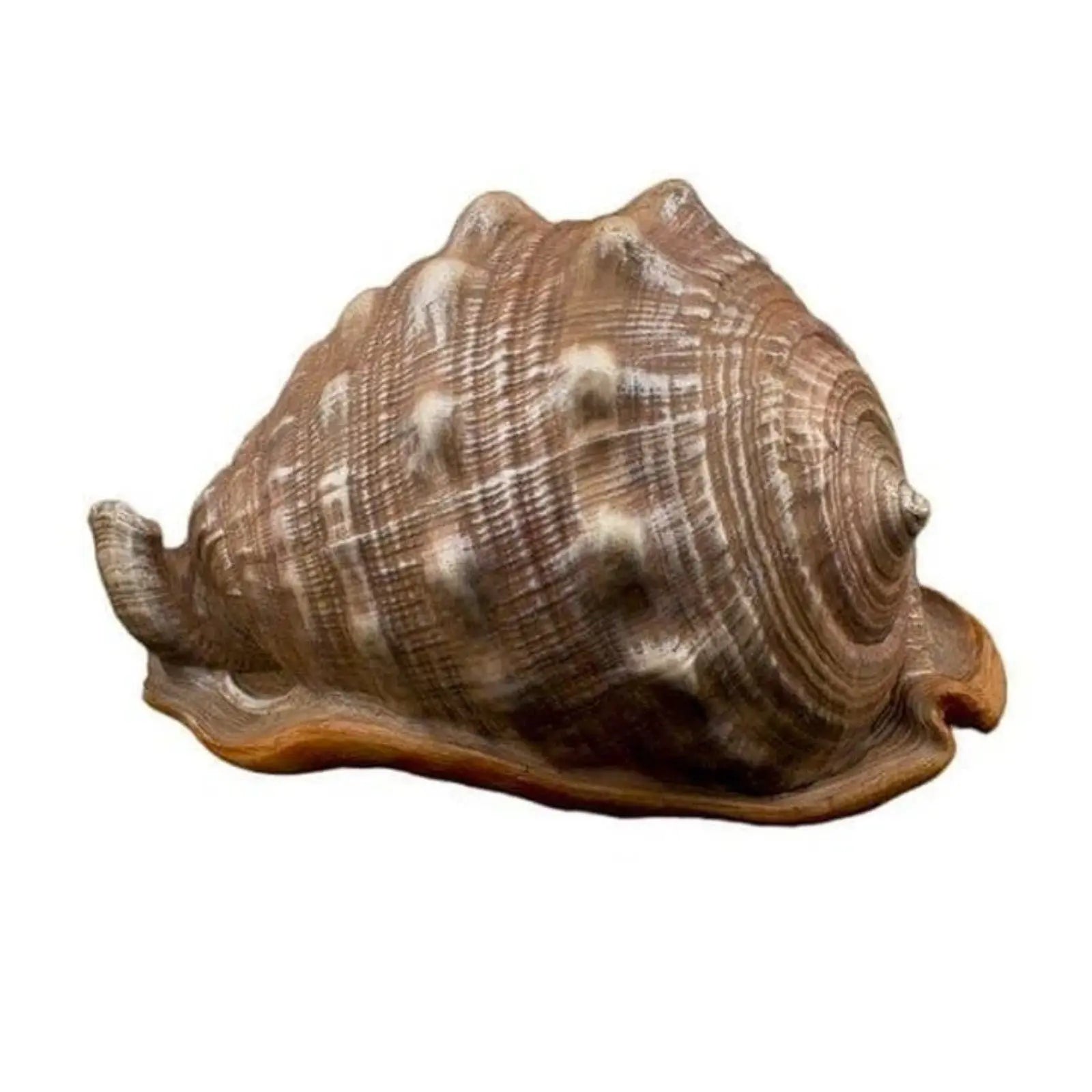 Bioscapes King Helmut Shell Bioscape