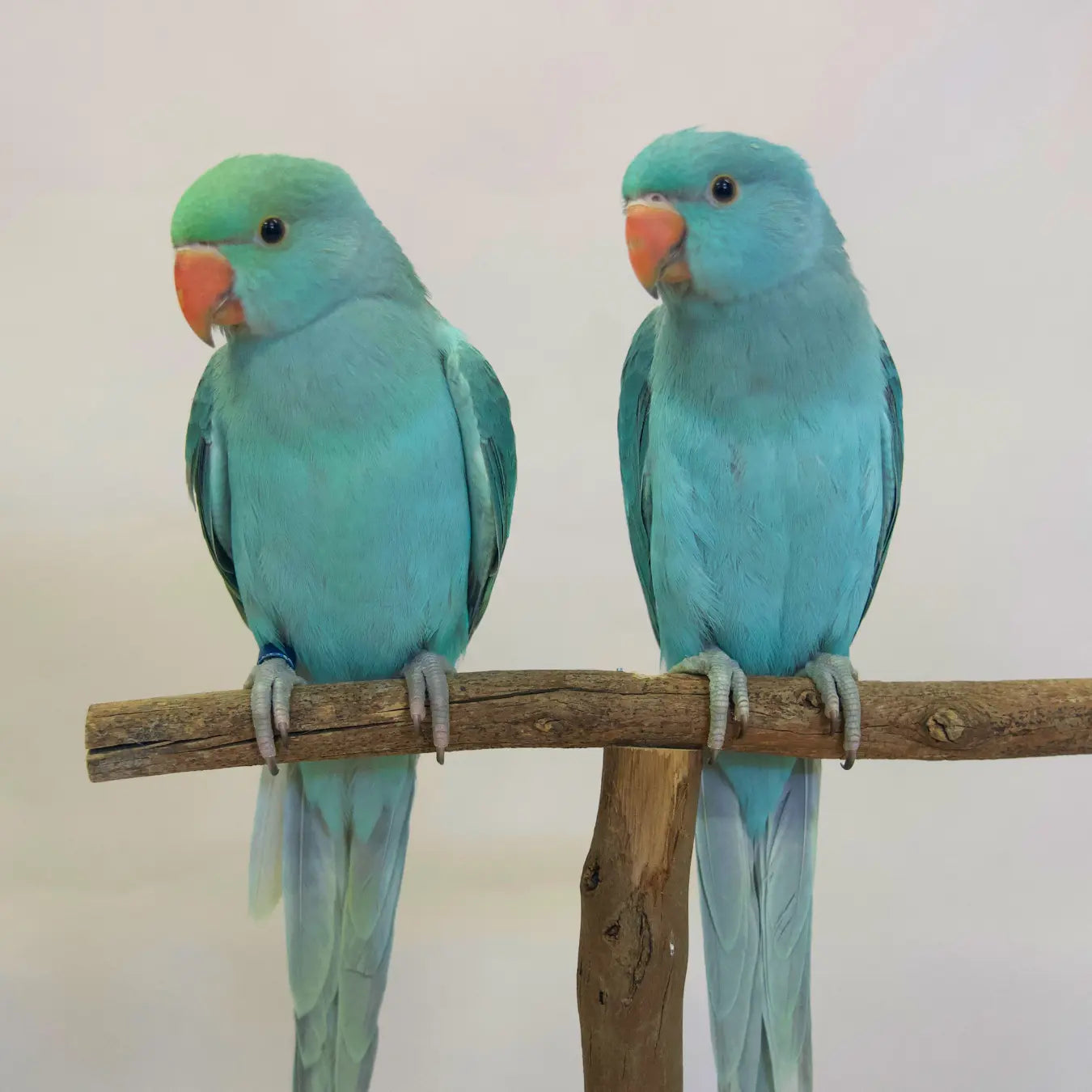 Bluey & Louie, our Indian Ringnecks Kellyville Pets