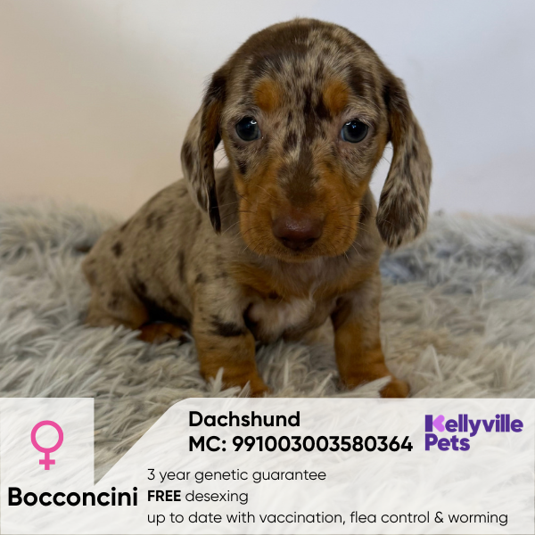Bocconcini