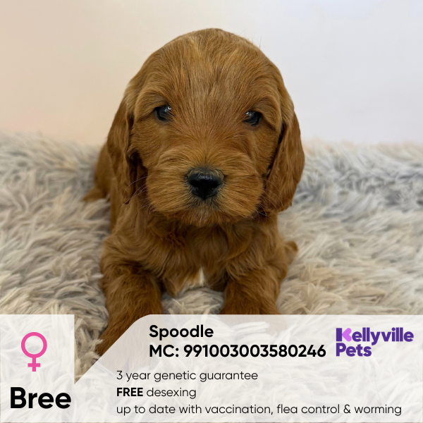 Bree