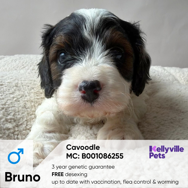 Bruno