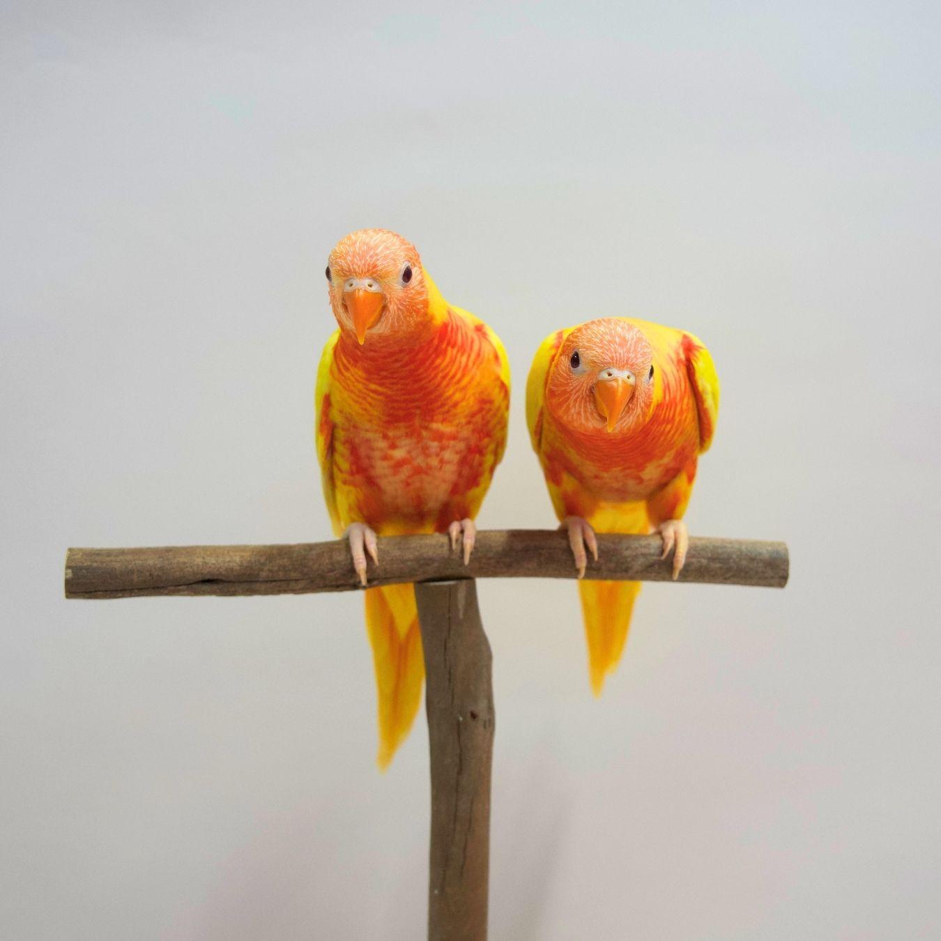 Bubbles & Fizz, our Lutino Rainbow Lorikeets