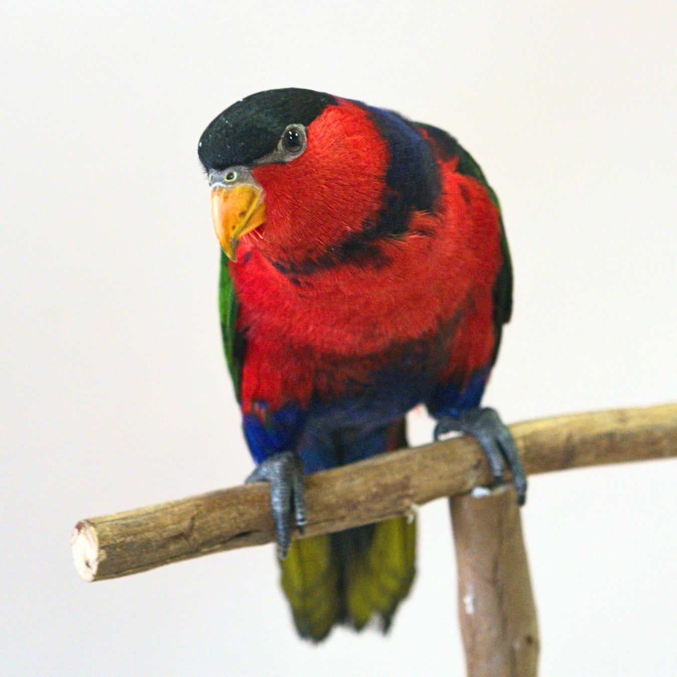 Meet Mars, our Black-Capped Lory
