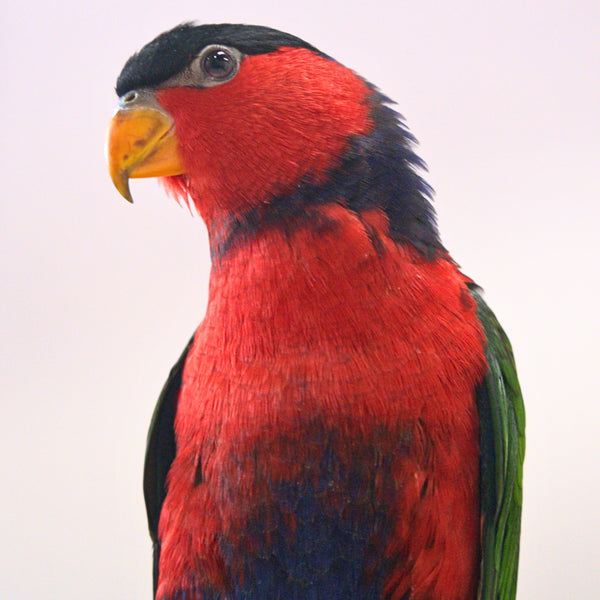 Meet Mars, our Black-Capped Lory