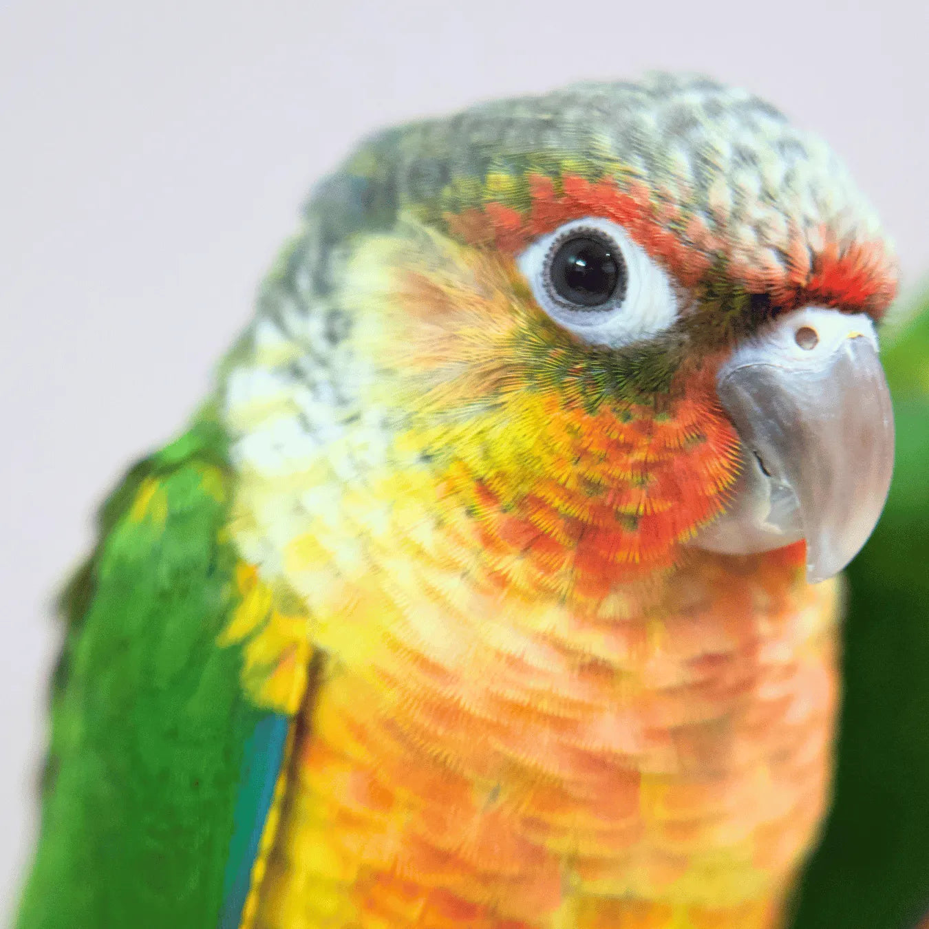 Meet Bullseye & Jessie - Hand-Raised Pineapple Green Cheek Conures