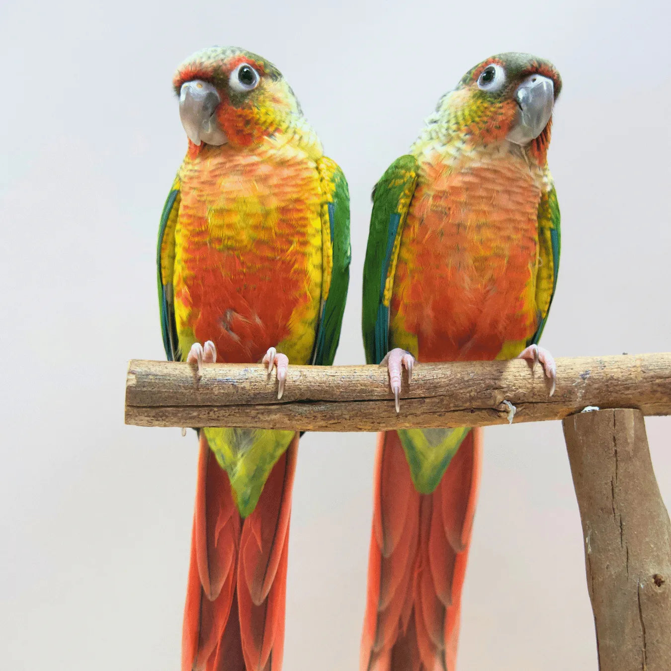 Meet Bullseye & Jessie - Hand-Raised Pineapple Green Cheek Conures