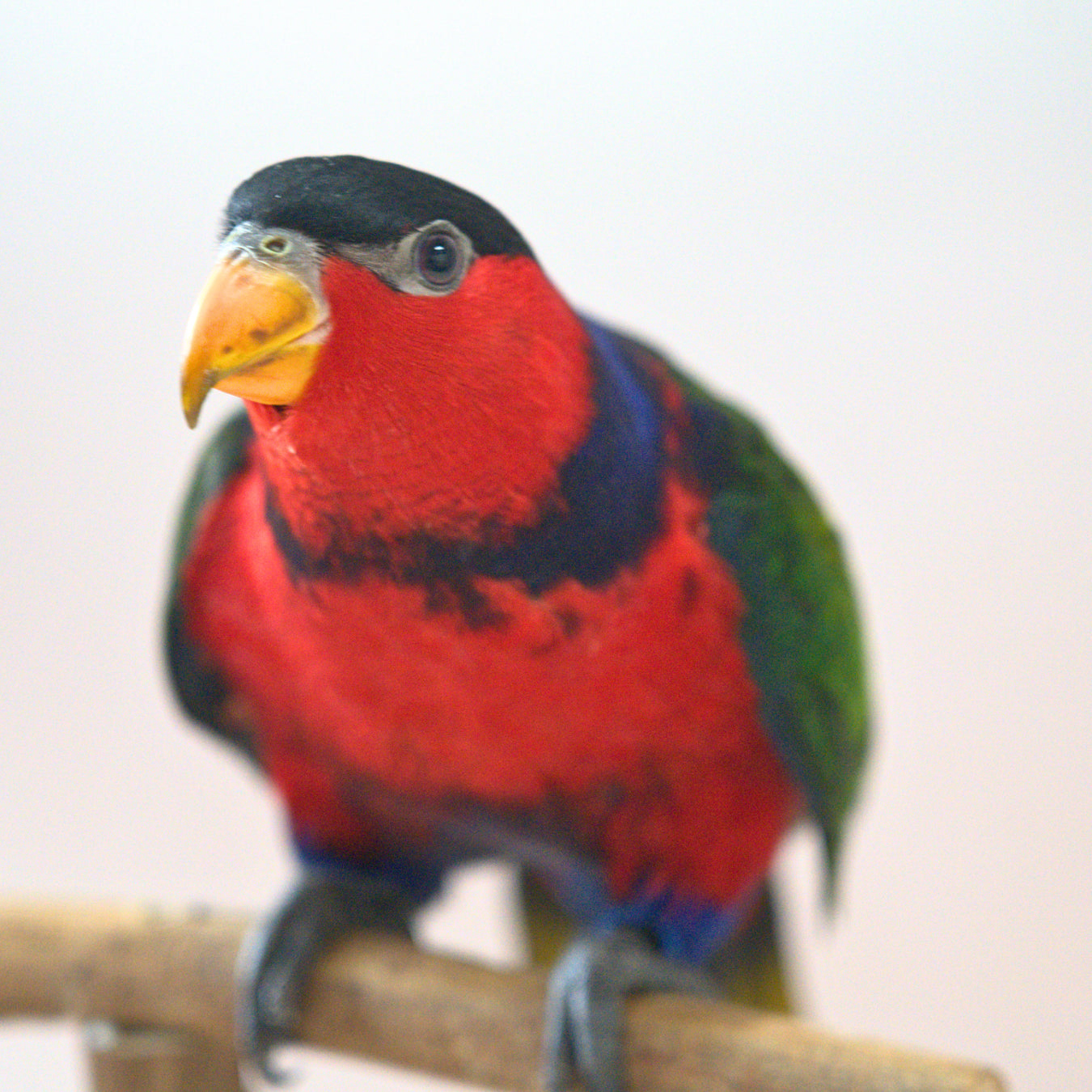 Meet Mars, our Black-Capped Lory