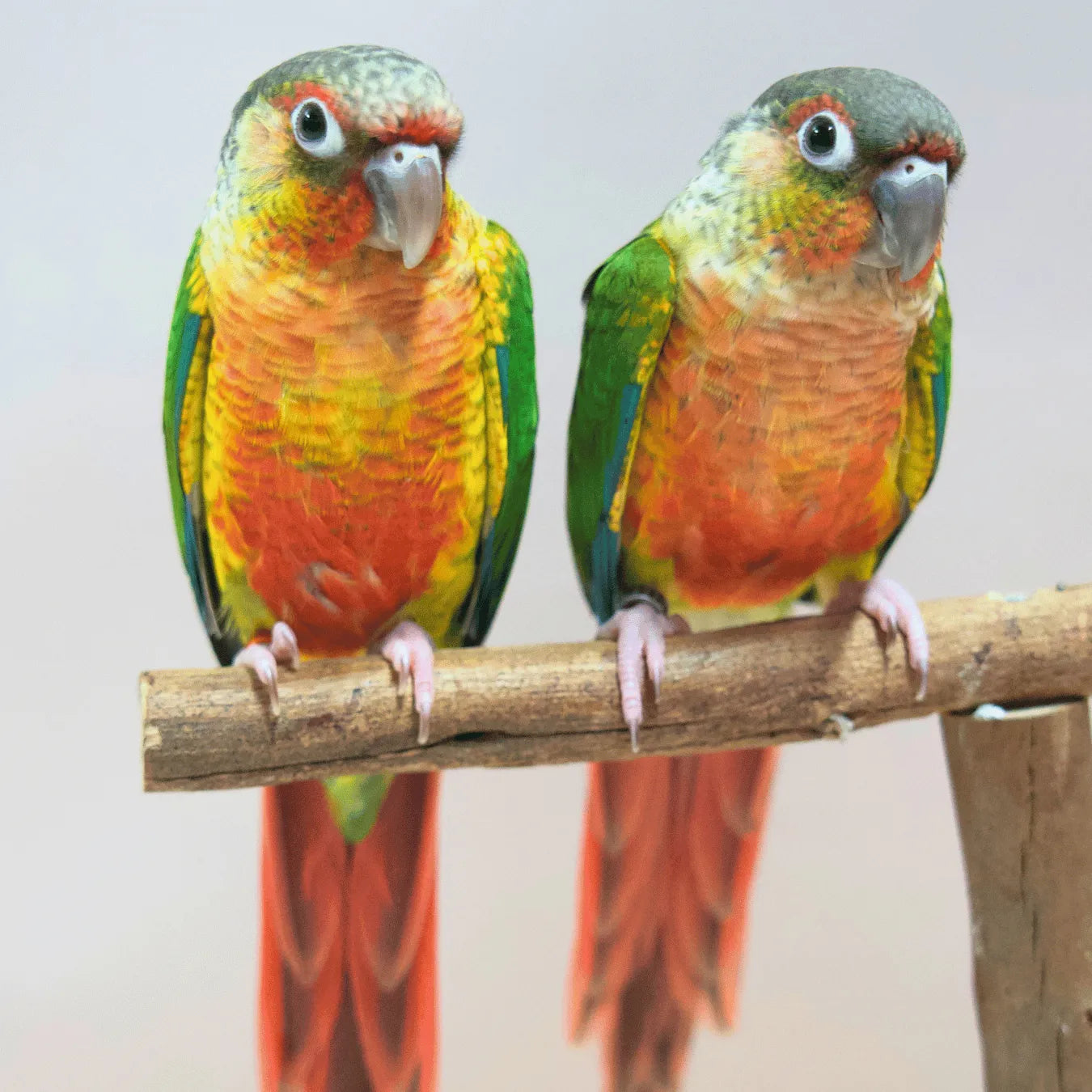 Meet Bullseye & Jessie - Hand-Raised Pineapple Green Cheek Conures