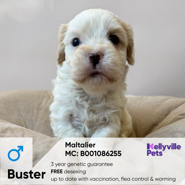 Buster