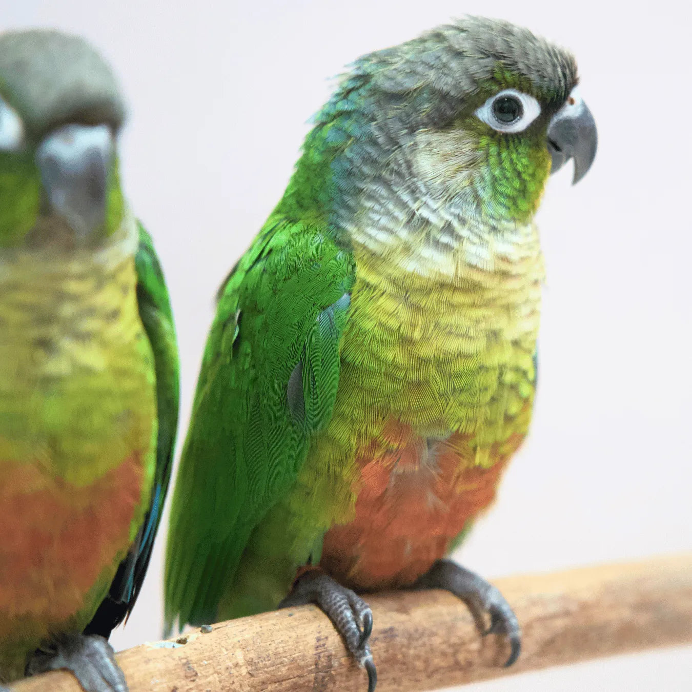 Meet Buzz & Bonnie - Hand-Raised Green Cheek Conures