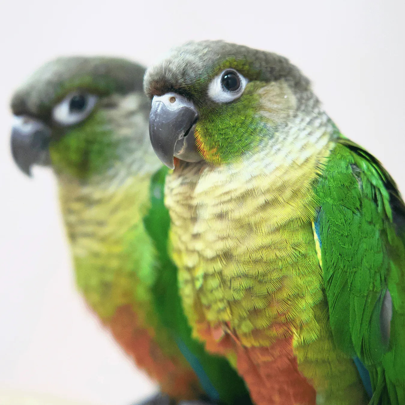 Meet Buzz & Bonnie - Hand-Raised Green Cheek Conures