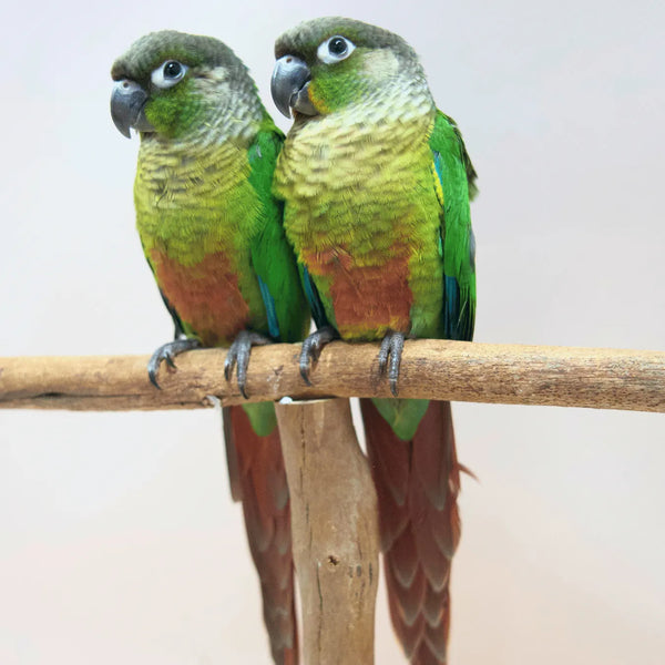 Meet Buzz & Bonnie - Hand-Raised Green Cheek Conures