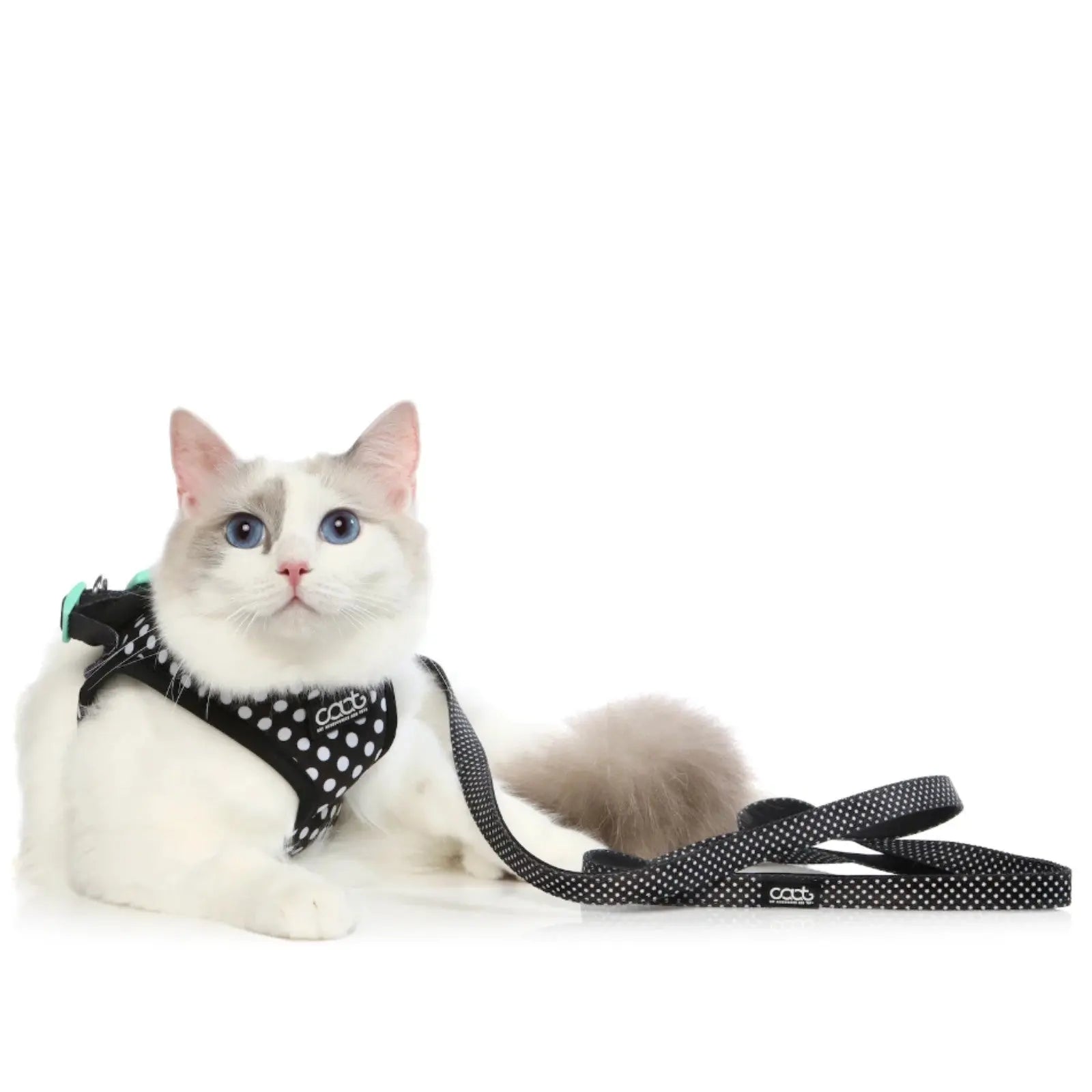 CAAT Harness and Lead Kit - One size - Pongo CAAT