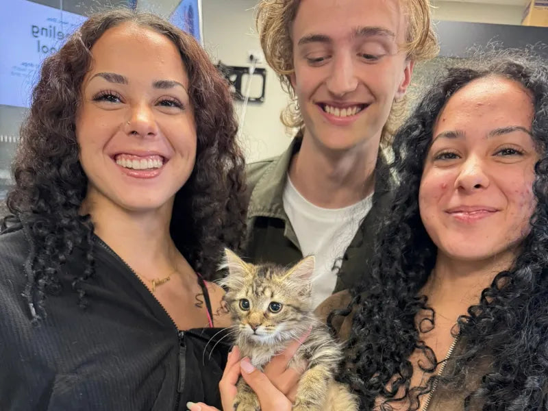 Meet the rescue cats