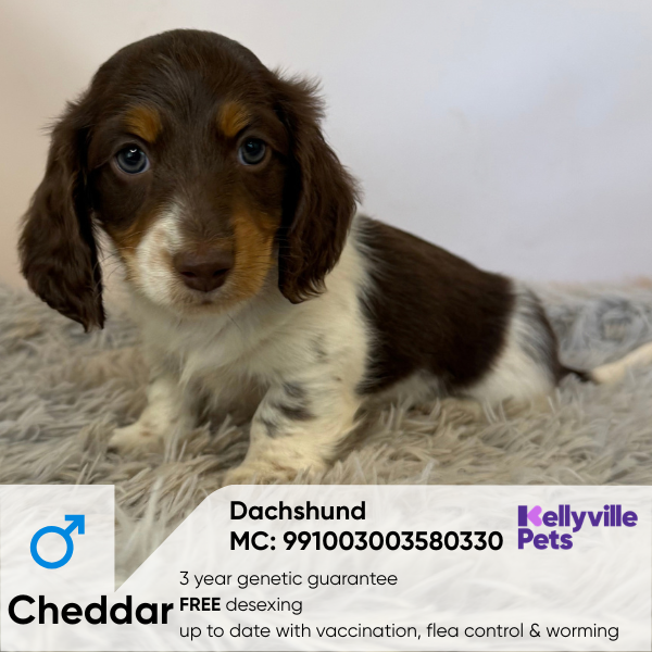 Cheddar