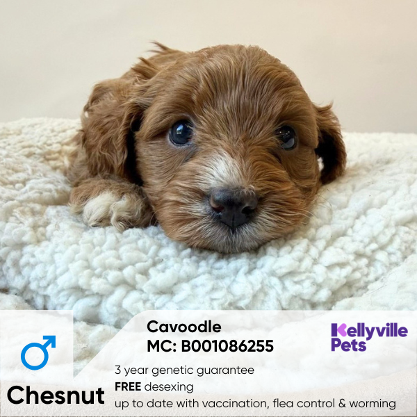 Chesnut