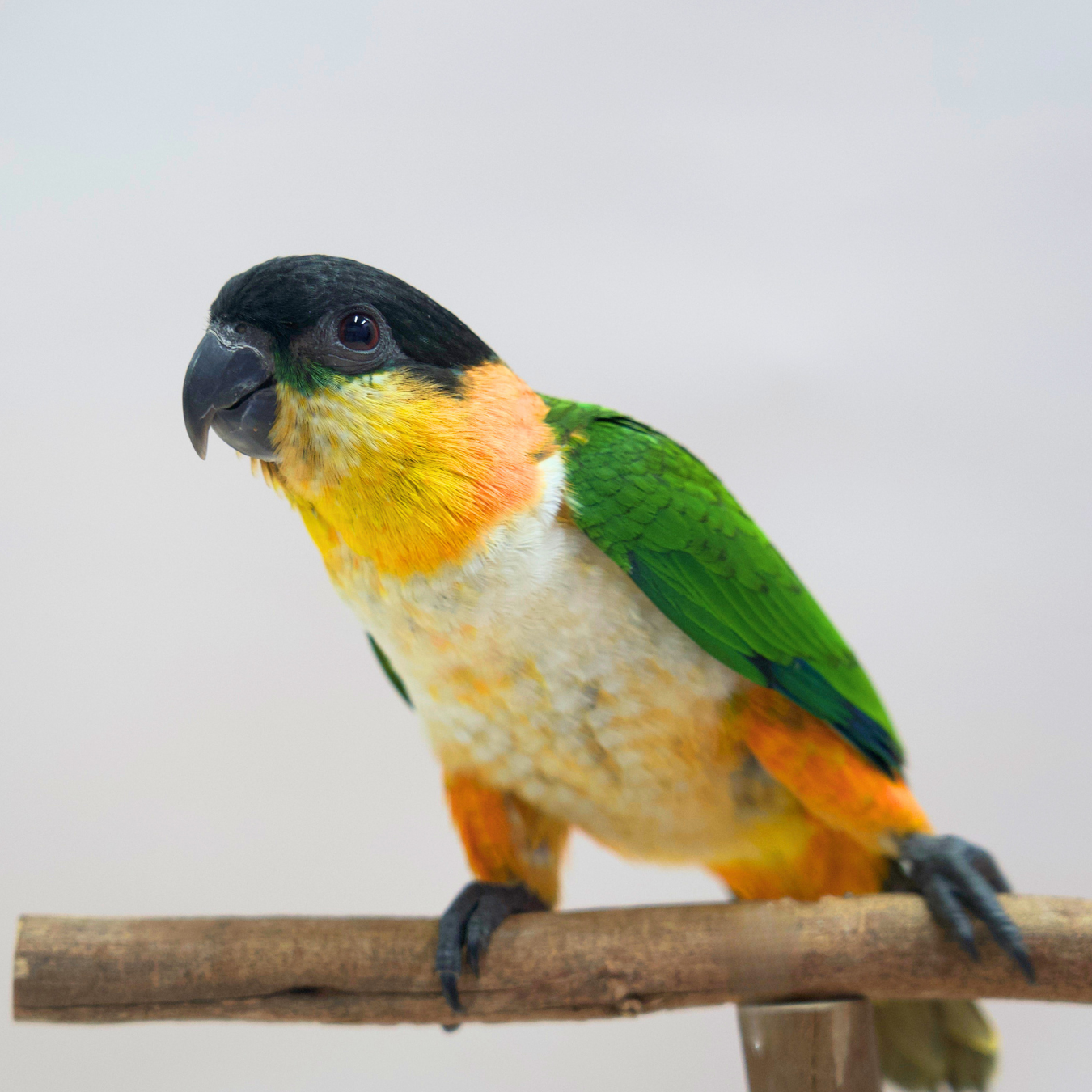 Meet Chilli, Our Black-Headed Caique
