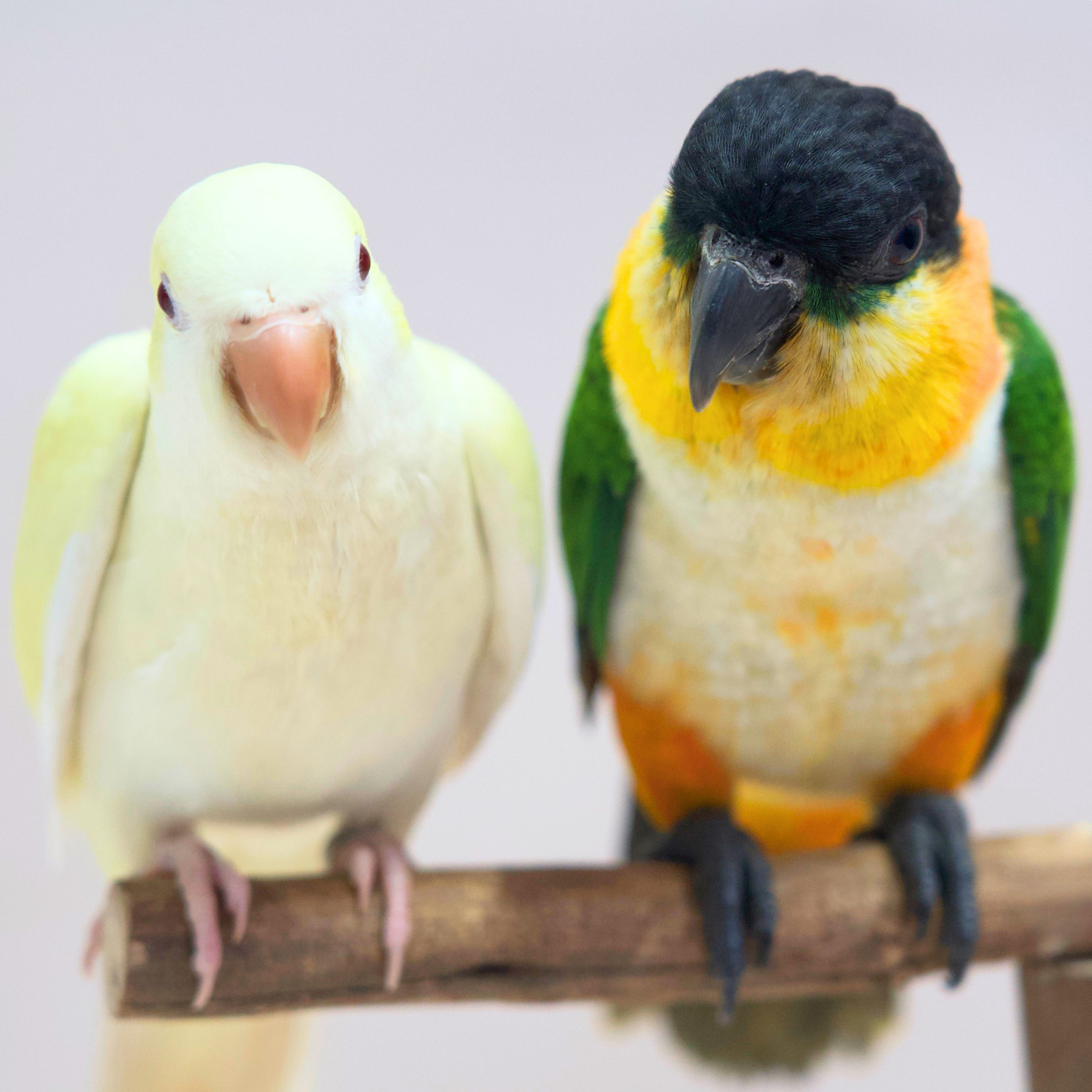 Meet Custard - Our Hand-Raised Quaker Parrot