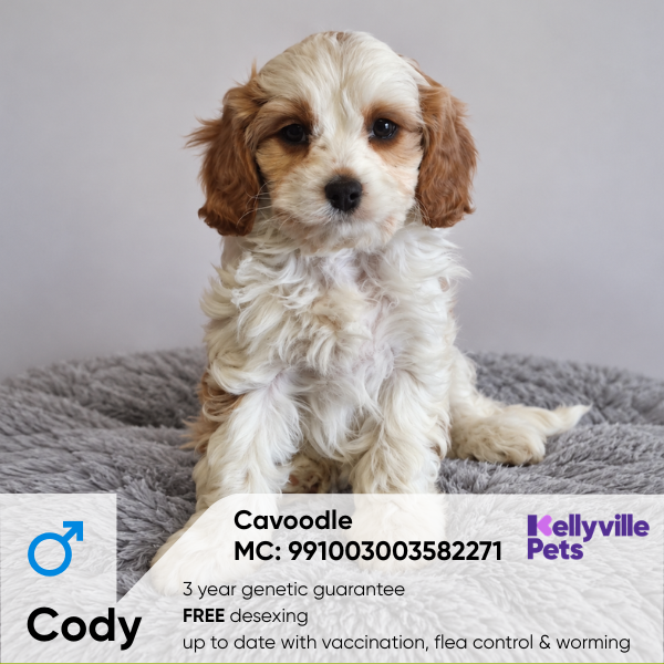 Cody