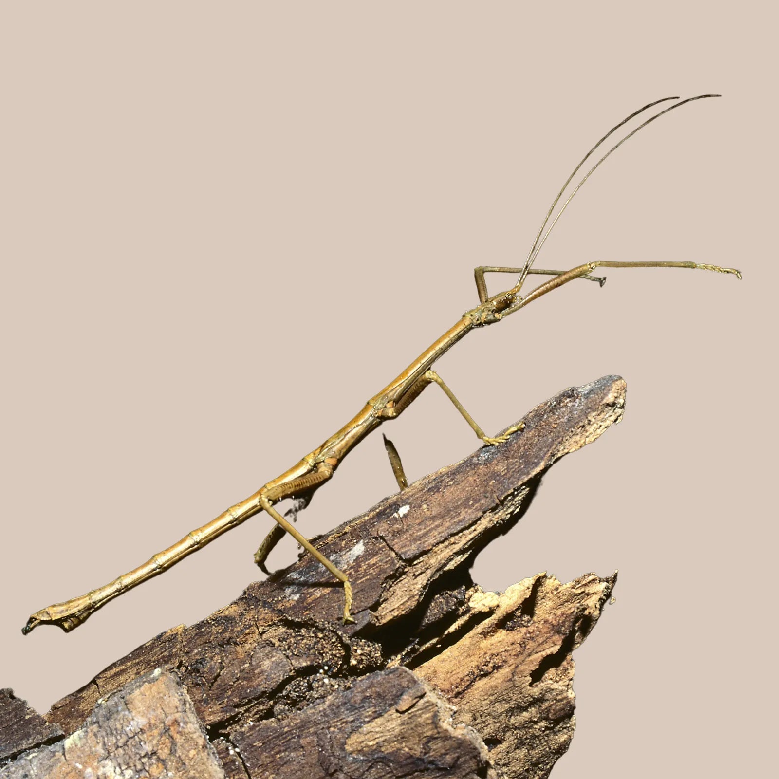 Goliath Stick Insect