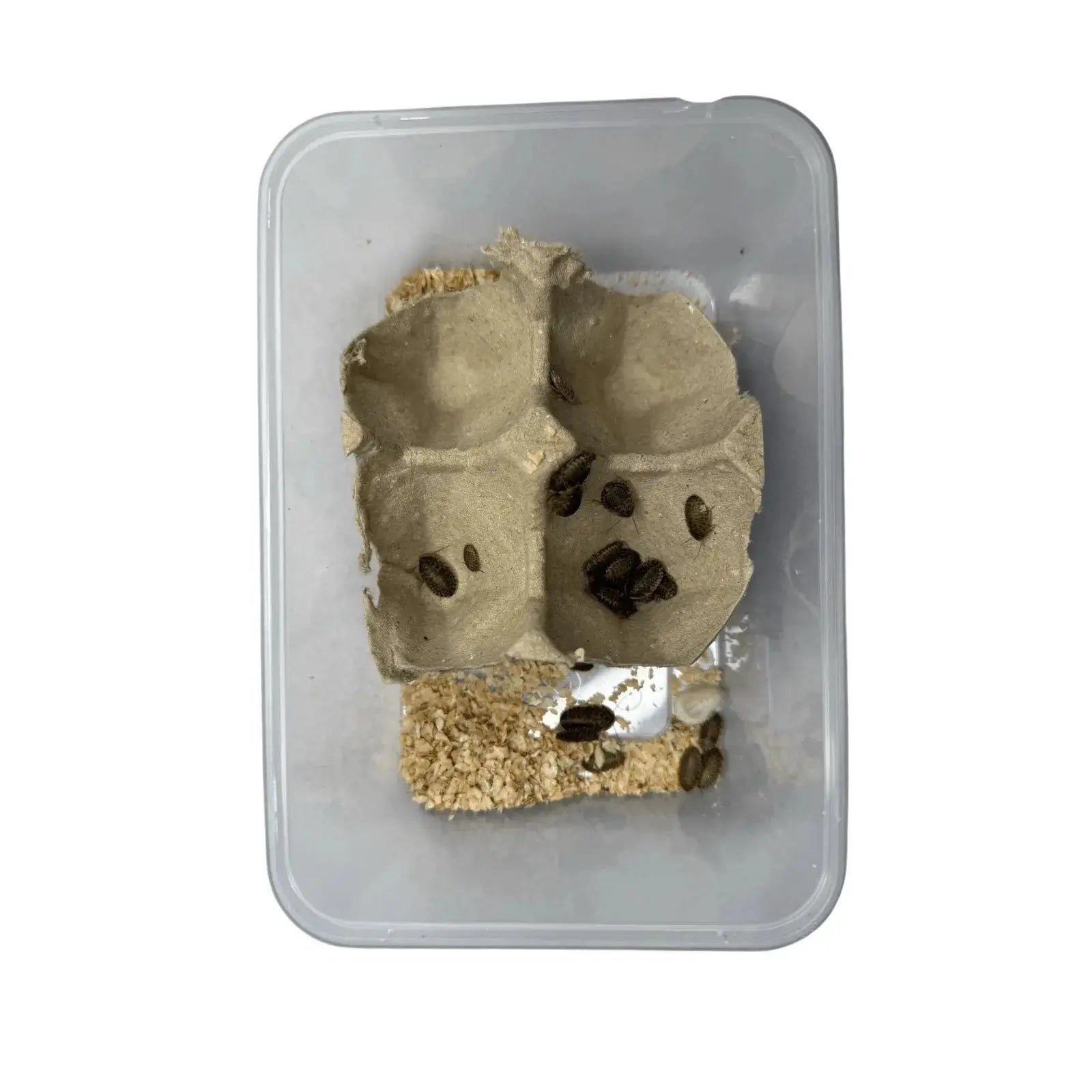 Dubia Roaches Raticool