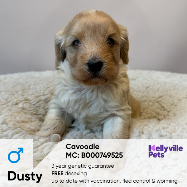 Dusty