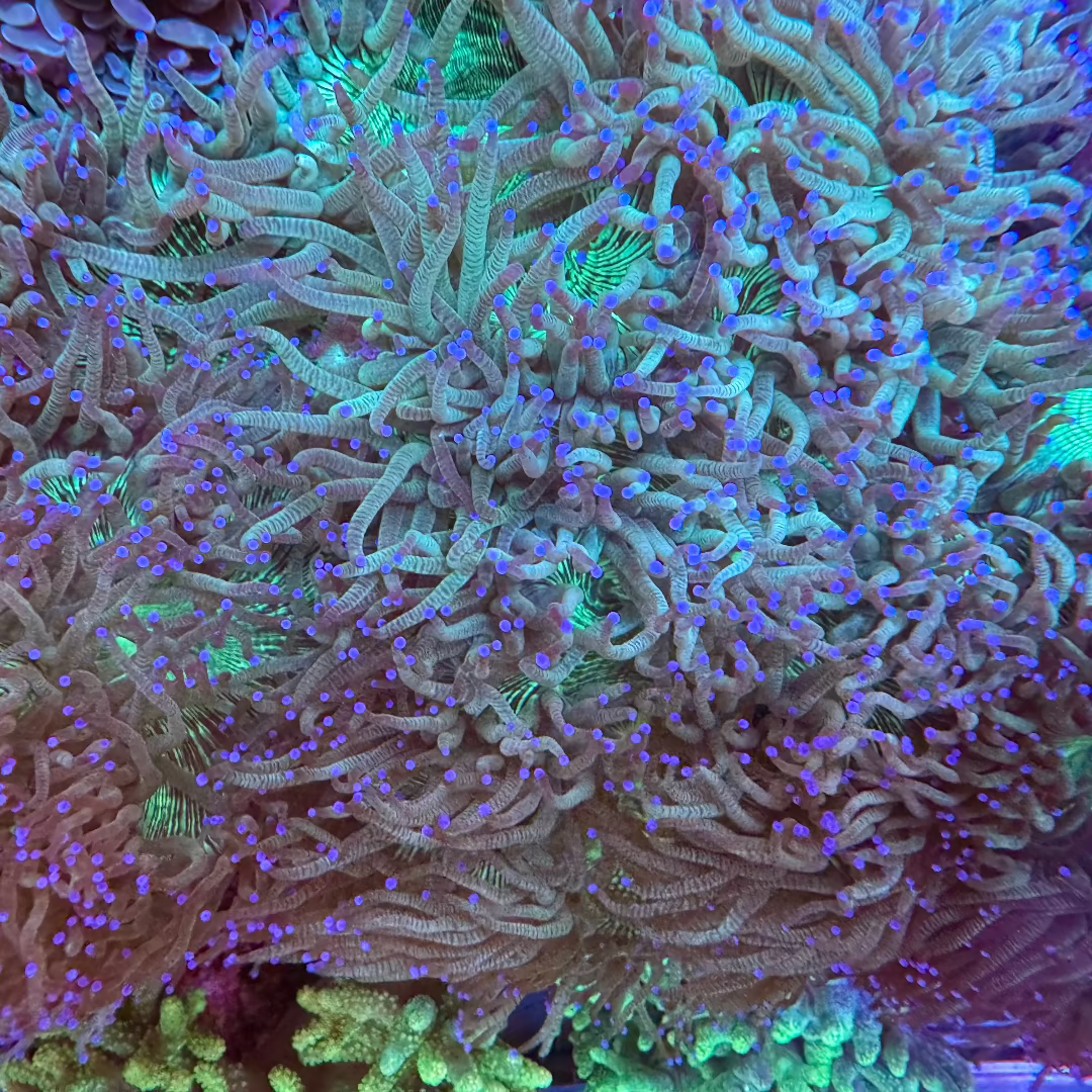 Elegans Kellyville Pets