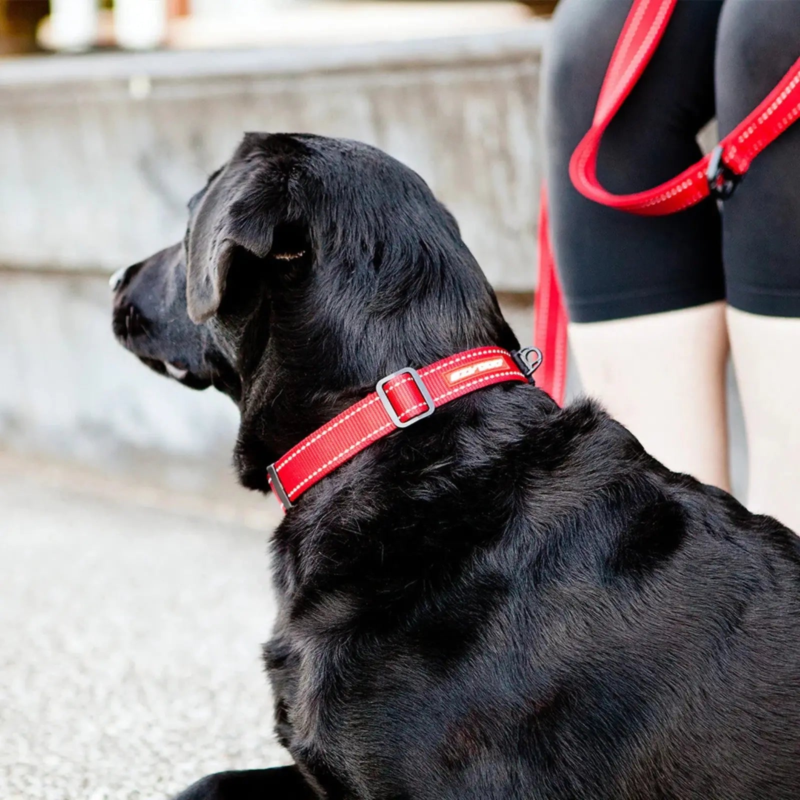 EzyDog Double Up Dog Collar - Purple EzyDog