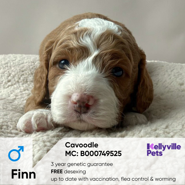 Finn