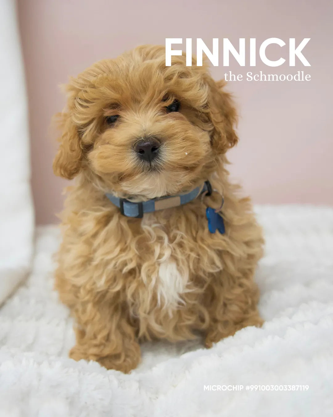 Finnick