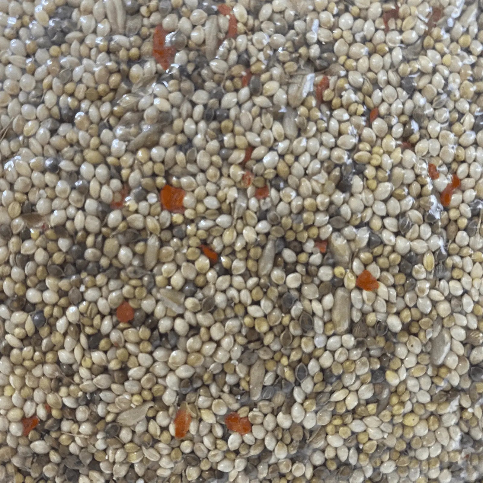 Forage Everyday Birdseed Budgie Light - Kellyville Pets