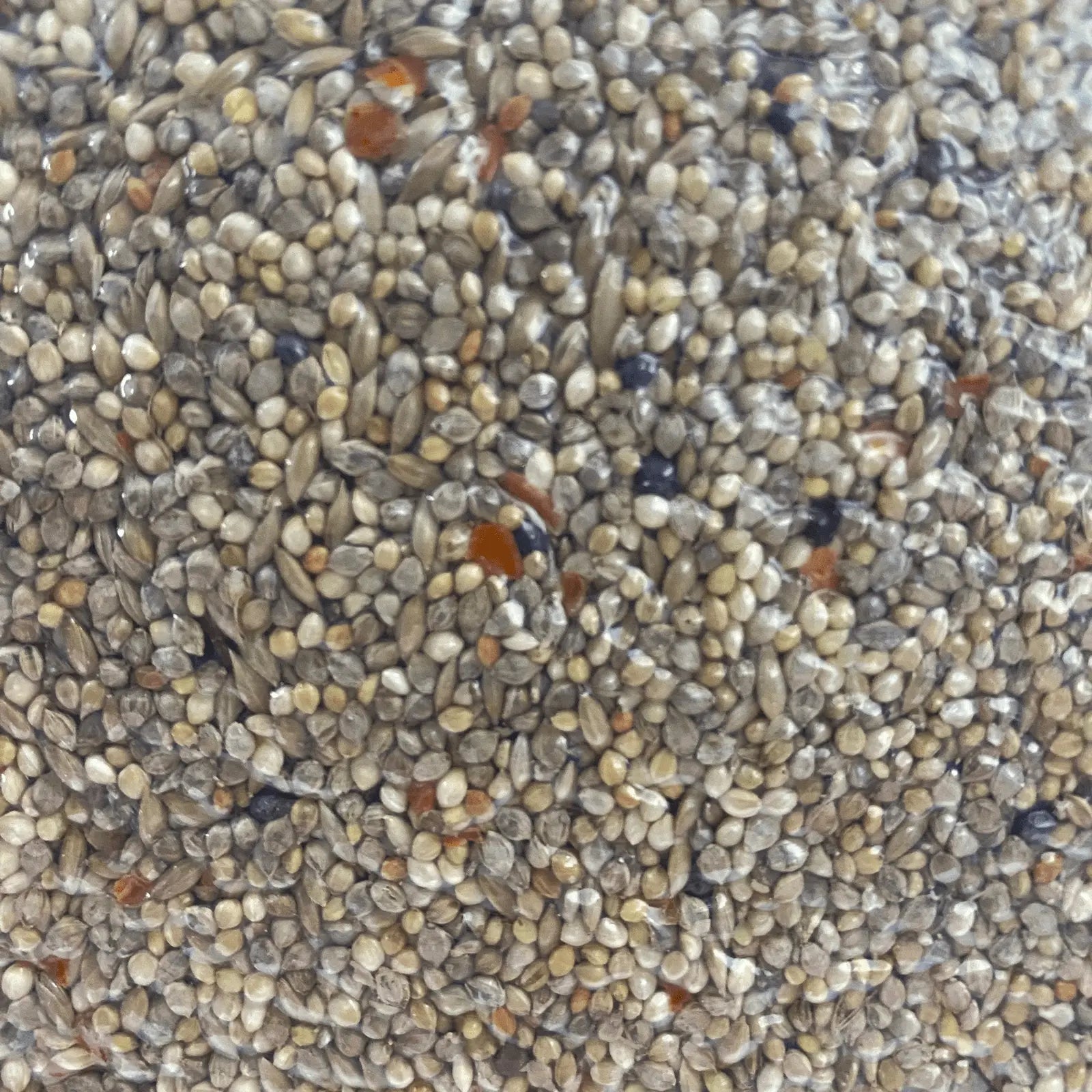 Forage Everyday Birdseed Finch & Canary - Kellyville Pets