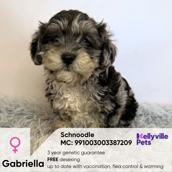 Gabriella