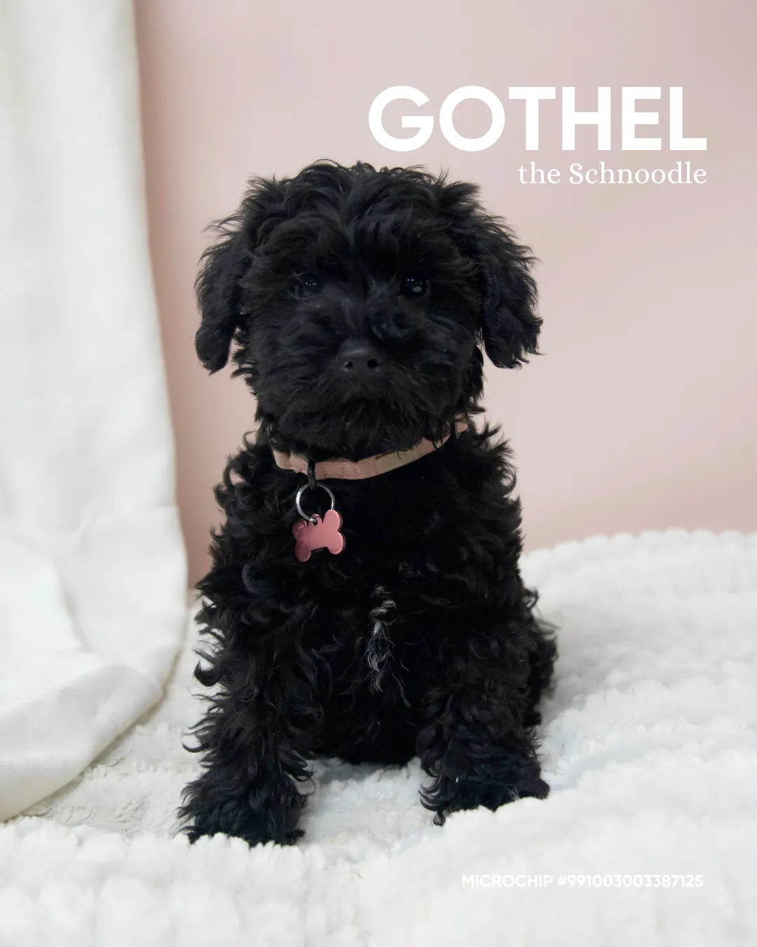 Gothel