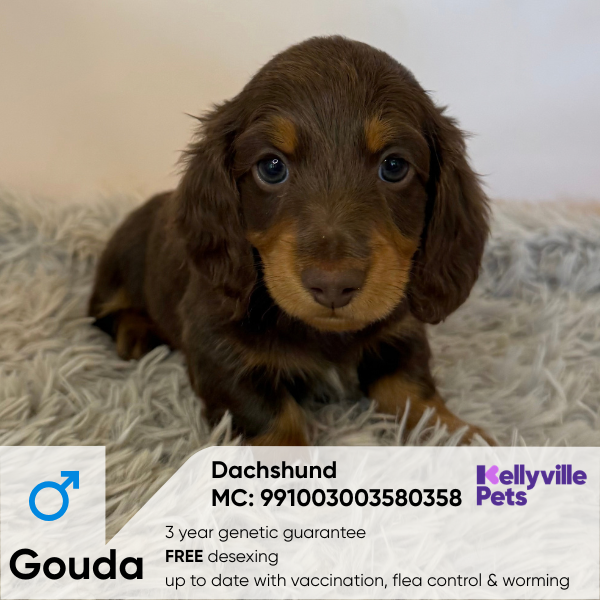Gouda