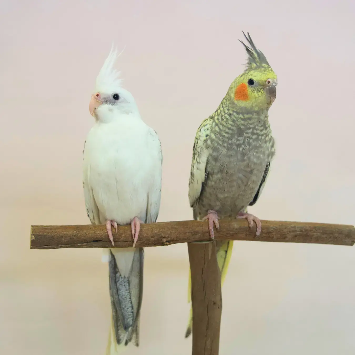 Hand-Raised Cockatiels Kellyville Pets